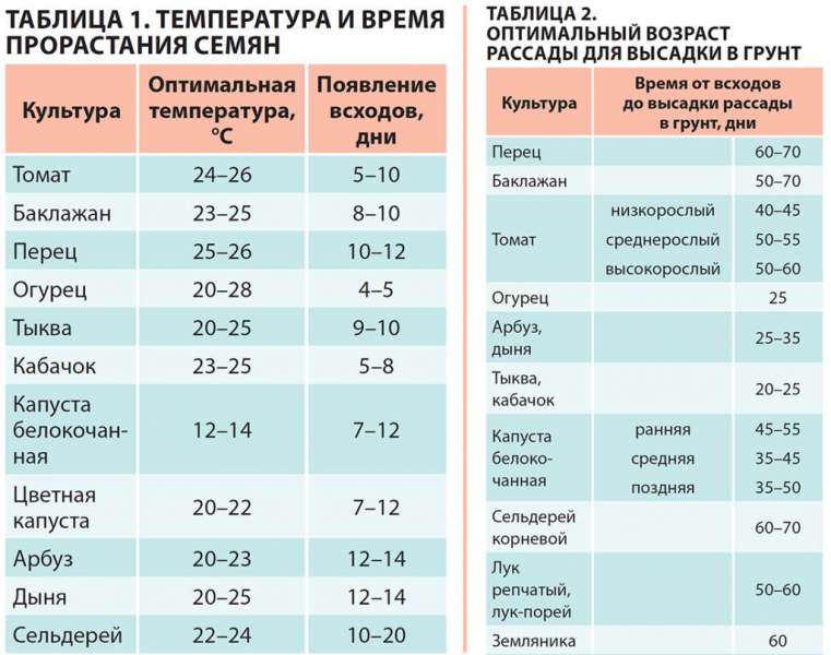 Томат Джина &mdash; характеристика, опис сорту, фото та відгуки