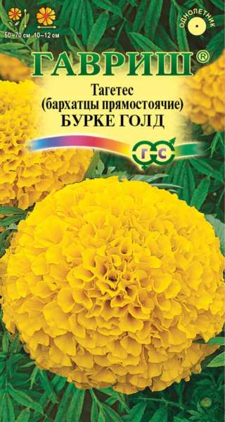 Чорнобривці (70 фото) — сорти, вирощування та догляд за найкориснішою квіткою