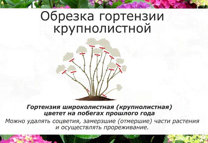 Крупнолиста гортензія (100 фото): опис, сорти, посадка та догляд