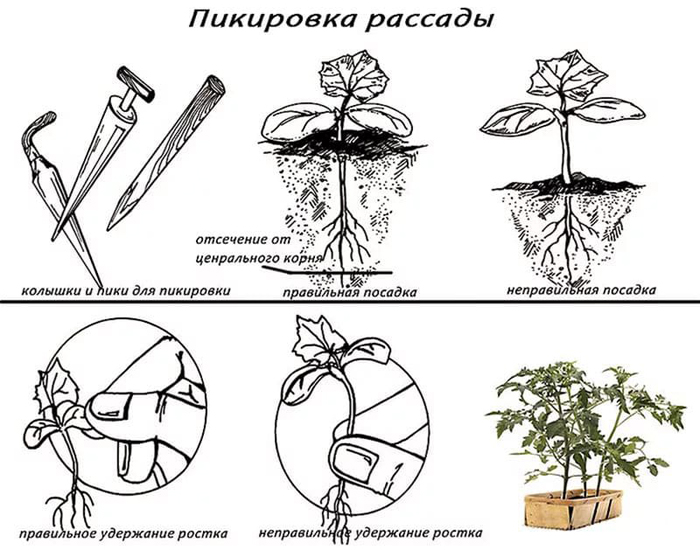 Томат Абаканський: опис сорту, відгуки, фото
