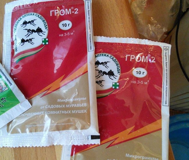Як вивести мурах з теплиці з помідорами