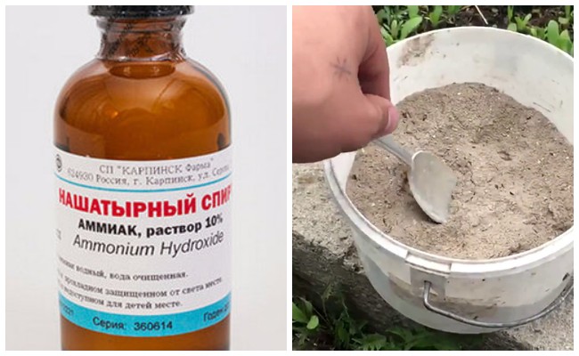Як боротися з дротяником народними засобами: ефективні рецепти