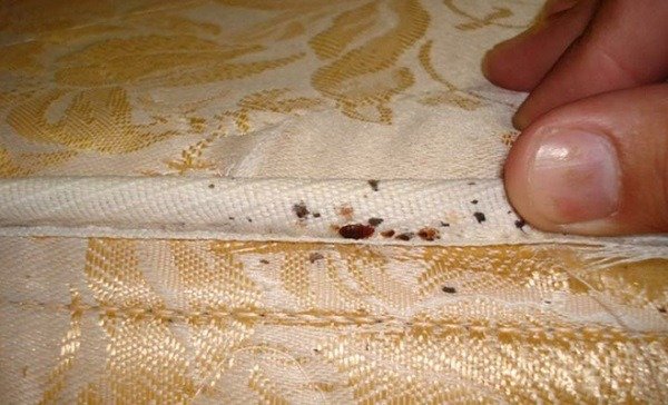 Як проводиться профілактика клопів у квартирі?