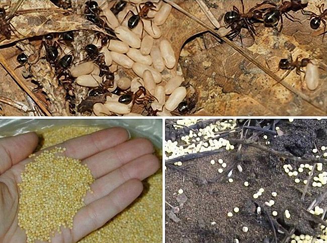 Як боротися з мурахами народними засобами