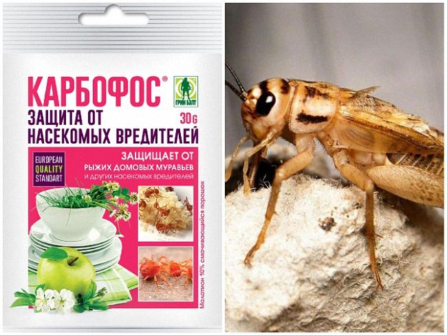 Як боротися і знищити цвіркуна на городі в домашніх умовах