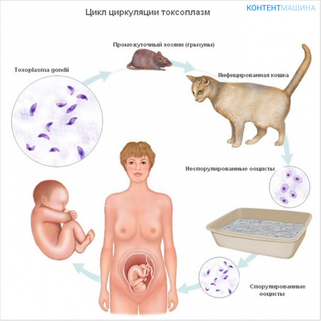 Що робити якщо вкусив щур