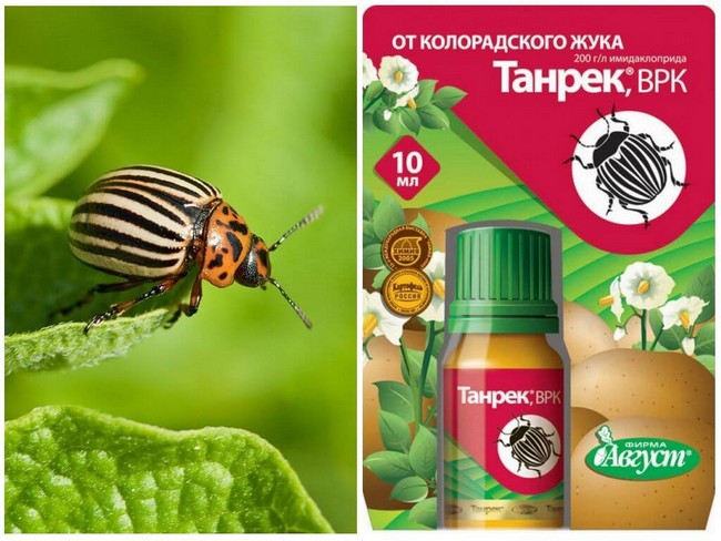 20 способів боротьби з колорадським жуком