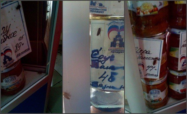 Чому з'являються таргани у квартирі? 5 основних причин