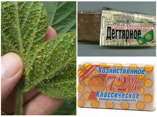 Боротьба з попелицею на городі спеціальними та народними засобами