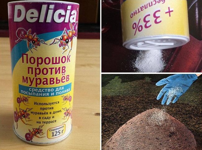 Користь та шкода мурах у городі та на садовій ділянці