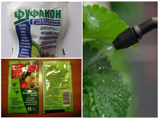 Як позбутися попелиці на деревах і чагарниках на садовій ділянці