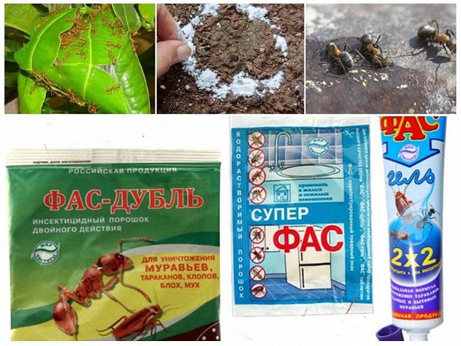 20 способів боротьби з мурахами в приватному будинку та квартирі