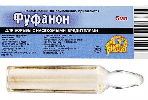 Як позбутися клопів у квартирі &ndash; самостійно і назавжди