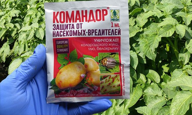 Як правильно використовувати засіб Командор проти колорадського жука