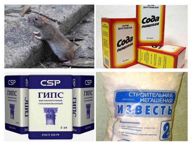 Як вивести щурів та мишей з квартири