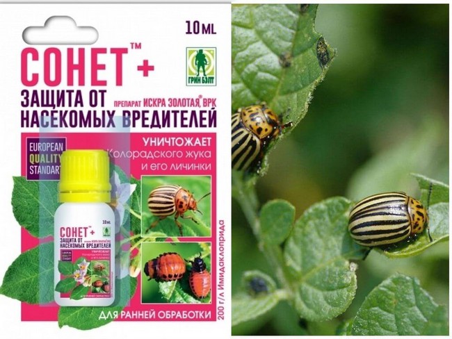 20 способів боротьби з колорадським жуком