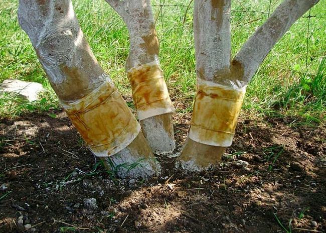 20 способів боротьби з мурахами в приватному будинку та квартирі