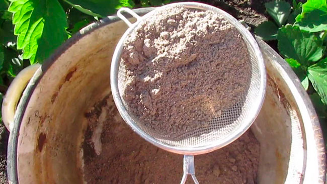 Капусту їсть мошка: 10 найкращих засобів для обробки