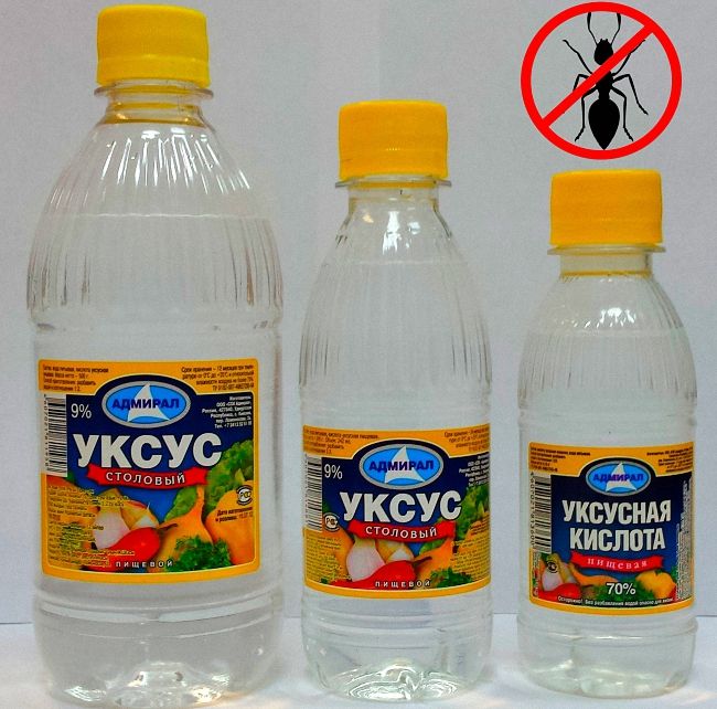 20 способів боротьби з мурахами в приватному будинку та квартирі
