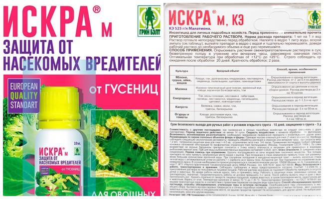Застосування препарату Іскра проти попелиці
