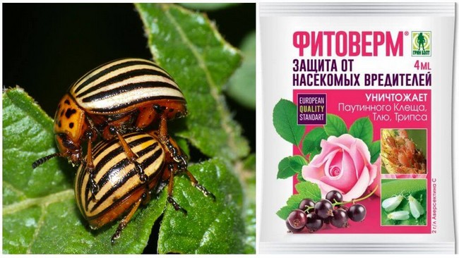 20 способів боротьби з колорадським жуком