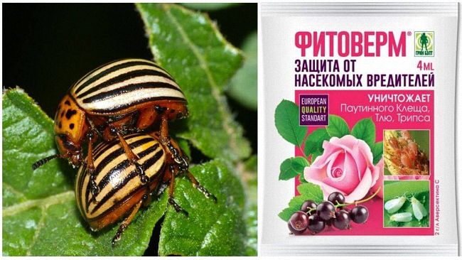 Як правильно застосовувати препарат Корадо від колорадського жука