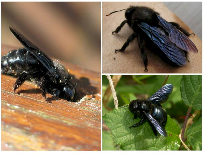 Xylocopa violacea &ndash; фіолетовий джміль-тесляр