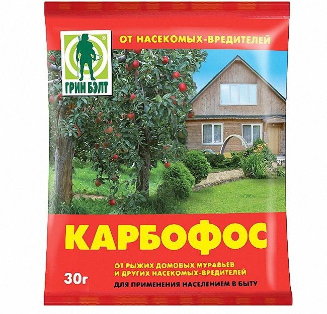 Користь та шкода мурах у городі та на садовій ділянці