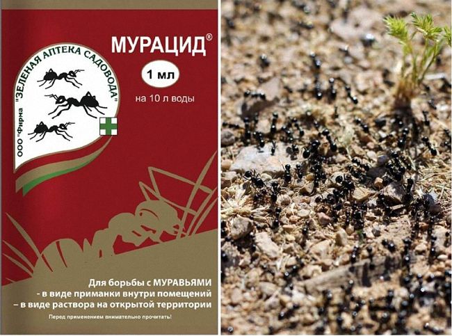 Чим вивести мурах з лазні
