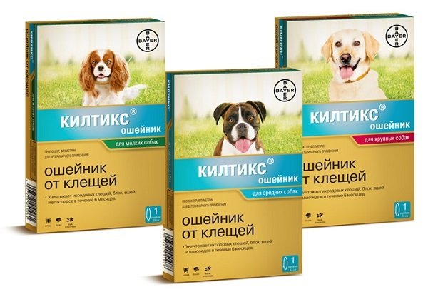Чим обробити собаку від кліщів: 15 кращих засобів