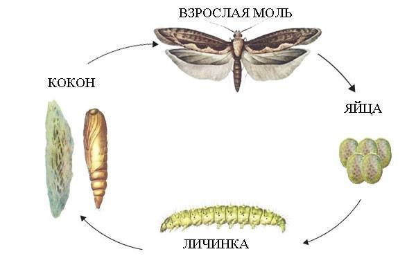 Як боротися з картопляною міллю