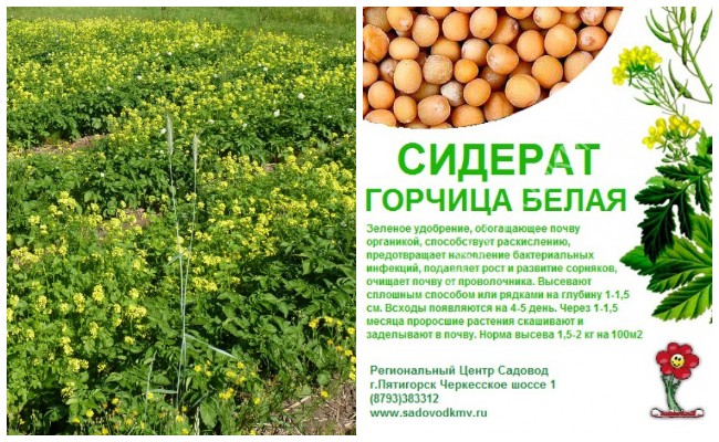 Найефективніші засоби від дроту: рейтинг препаратів