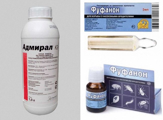 Ефективні народні засоби та хімікати у боротьбі з білокрилкою