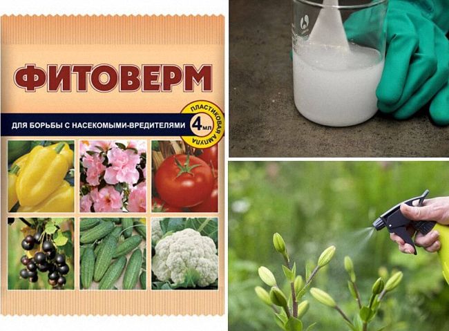 Як боротися з мурахами і попелицею в саду та на дачі
