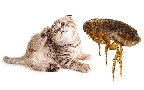 Як довго живуть блохи у квартирі?