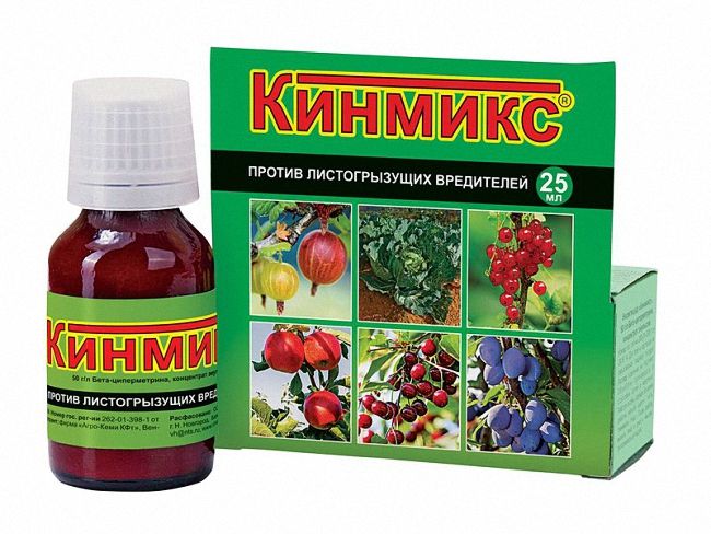Як позбавитися від галової попелиці препаратами та народними засобами