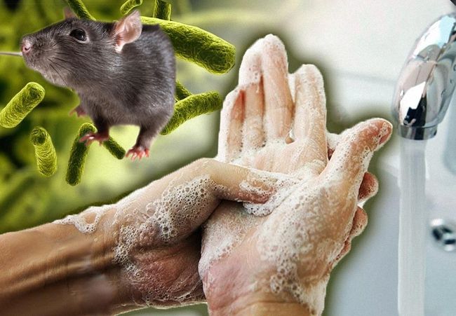 Як і чому щури нападають на людей