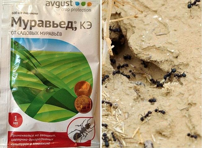 Чим отруїти мурах або мурашник