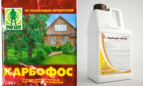Що робити, якщо у сусідів завелися клопи?