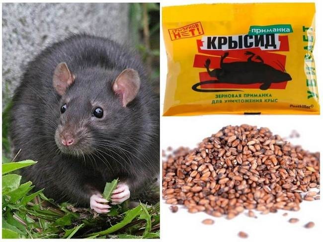 Чим цькувати щурів та мишей у домашніх умовах
