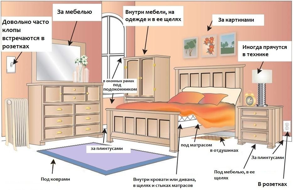 Симптоми та ознаки появи клопів