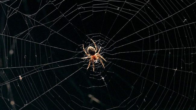 Як боротися і вивести павуків із квартири та приватного будинку