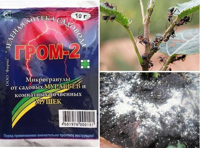 Чим отруїти мурах або мурашник