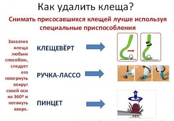 Як слід правильно витягувати кліща у собаки?