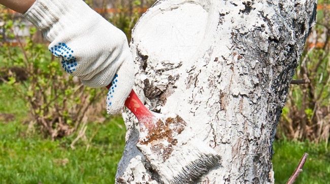 Чим вивести мурах із городу, дачі чи саду, використовуючи народні засоби