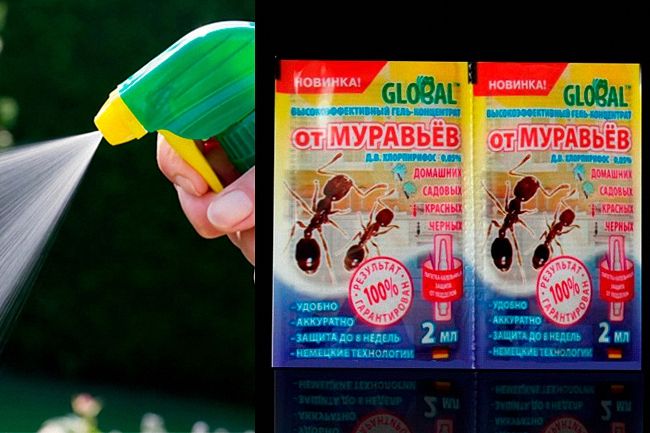 20 способів боротьби з мурахами в приватному будинку та квартирі