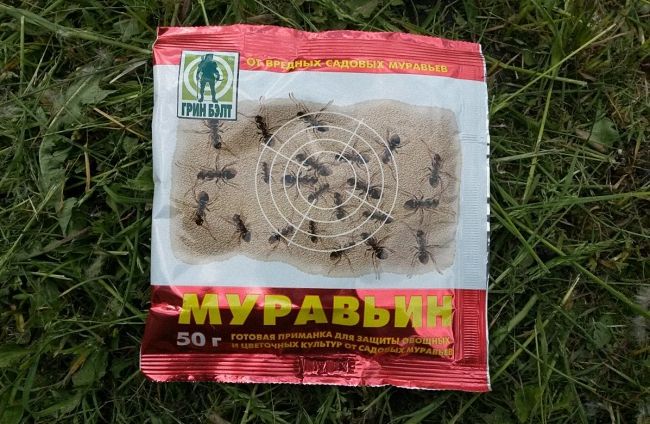 Чим отруїти мурах або мурашник