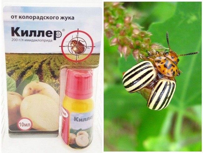 Народні та хімічні способи боротьби з колорадським жуком на помідорах