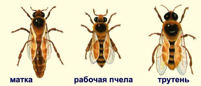 Різновиди джмелів з повним описом