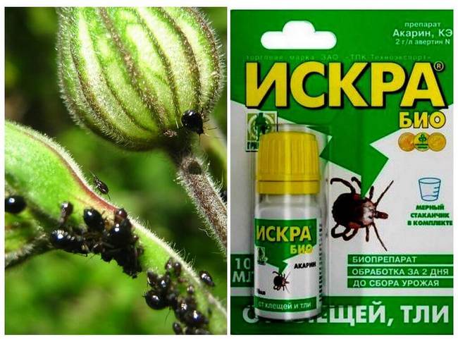 Боротьба з попелицею на городі спеціальними та народними засобами